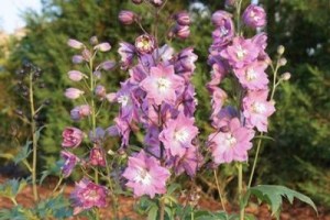 Delphinium cultorum ´Excalibur Lilac Rose White Bee´